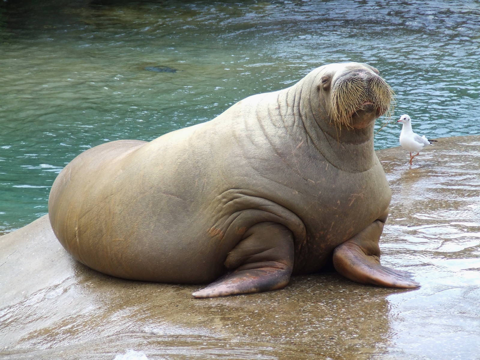 Pacific Walrus