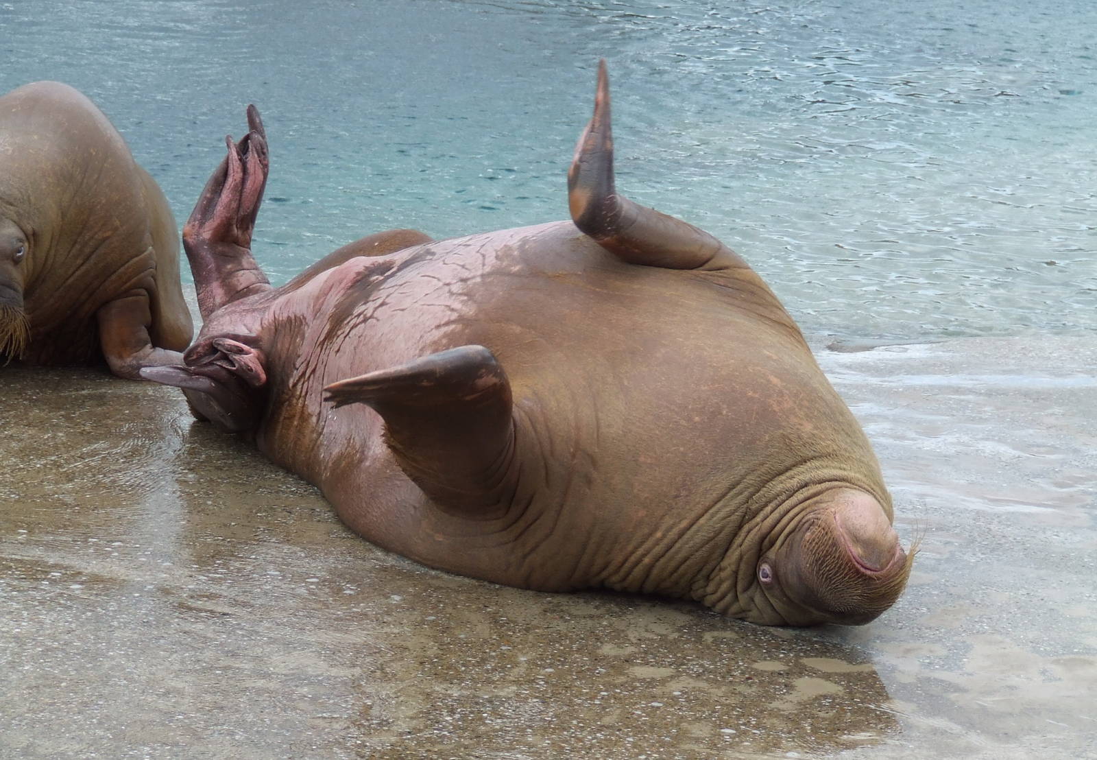 Pacific Walrus