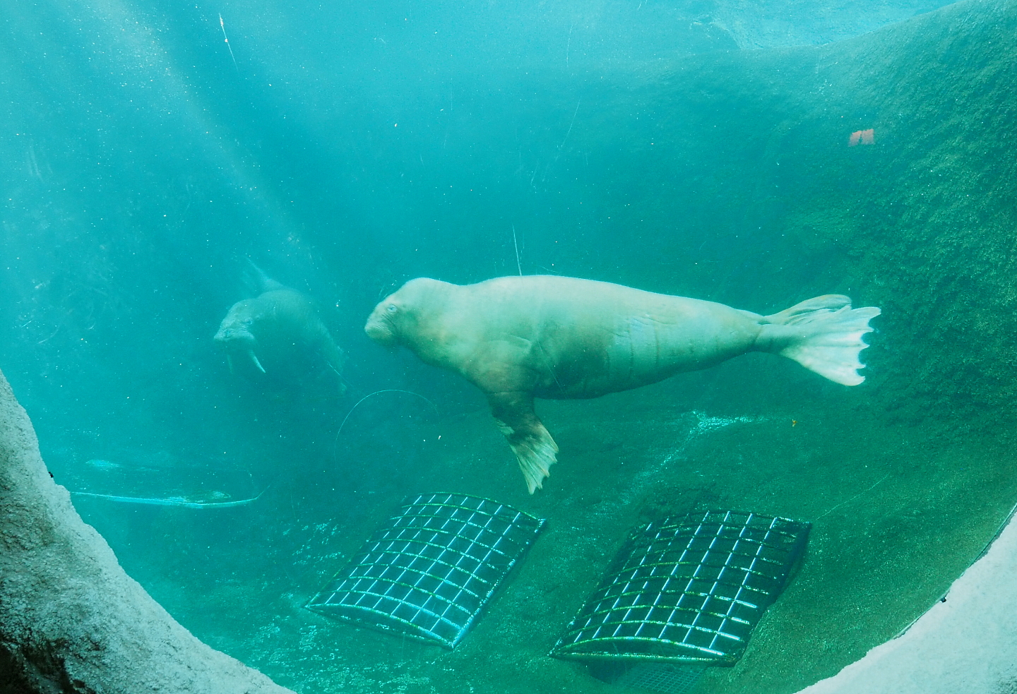Pacific walruses (Odobenus rosmarus divergens) Garik and Frosya underwater, 2021-09-02