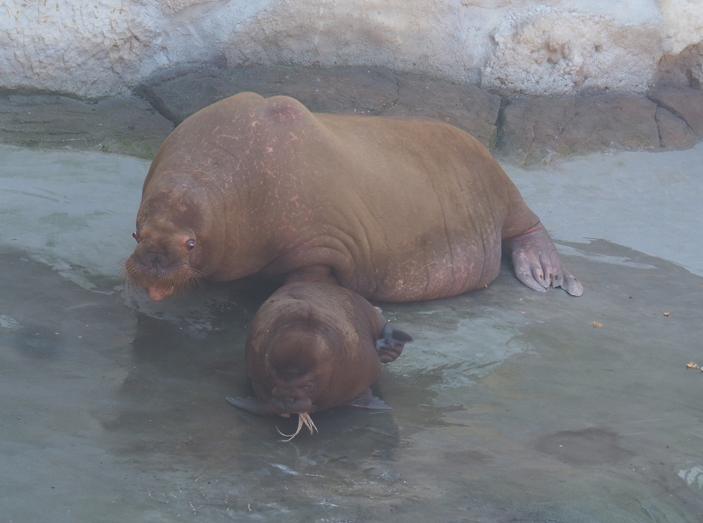 Pacific walruses (Odobenus rosmarus divergens) Tanya and Floki, 2021-09-03