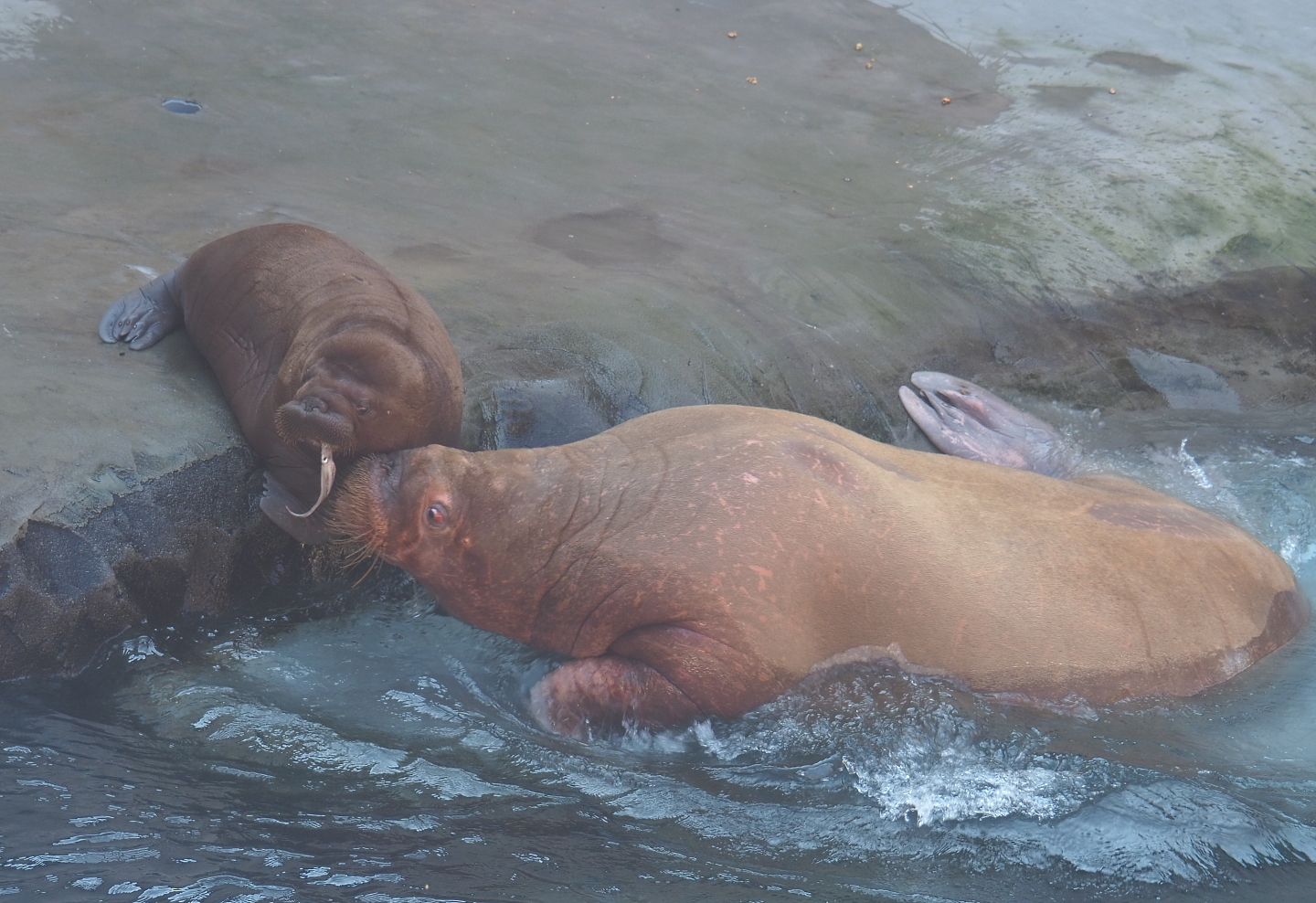 Pacific walruses (Odobenus rosmarus divergens) Tanya and Floki, 2021-09-03