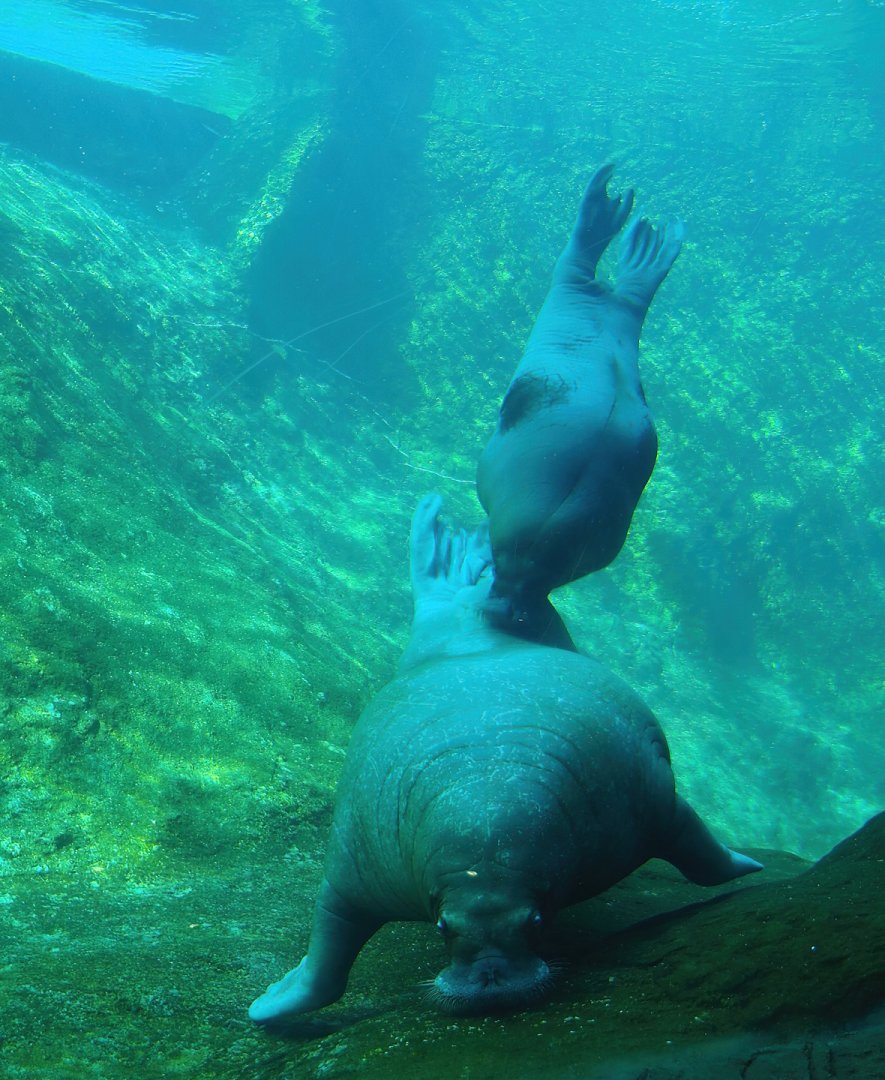 Pacific walruses (Odobenus rosmarus divergens) underwater, 2023-05-16