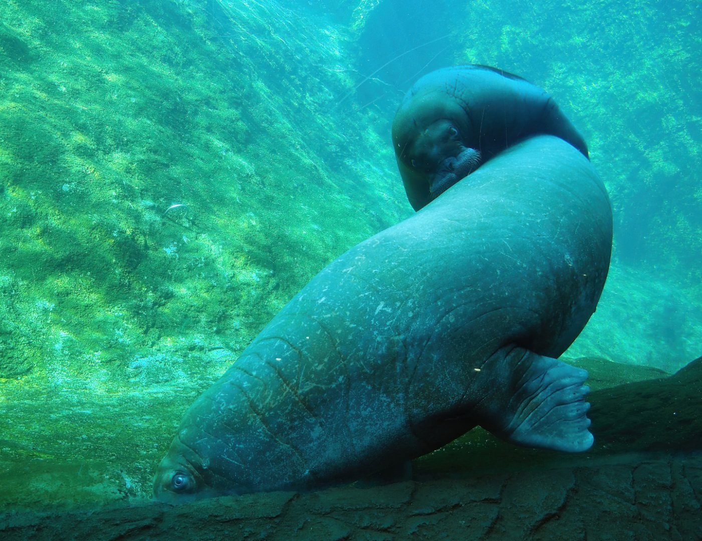 Pacific walruses (Odobenus rosmarus divergens) underwater, 2023-05-16