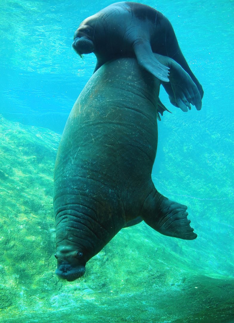 Pacific walruses (Odobenus rosmarus divergens) underwater, 2023-05-16