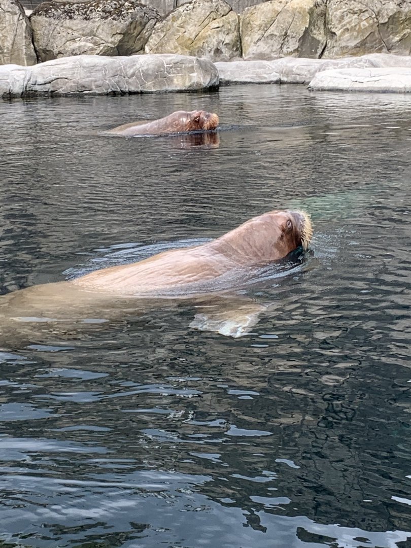 Pacific walruses