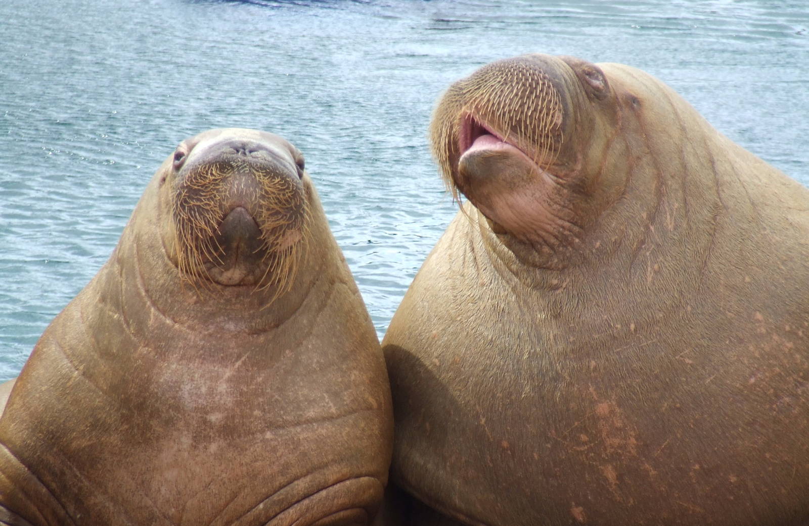 Pacific Walrusses