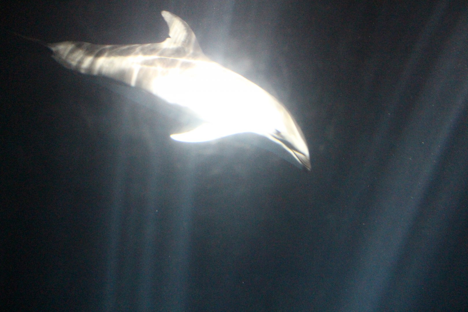 Pacific white-side dolphin