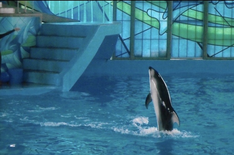 Pacific white sided dolphin 2010