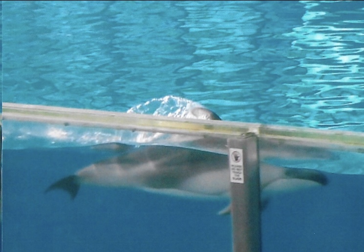 Pacific white sided dolphin 2010