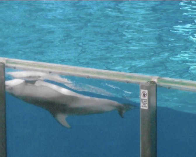 Pacific white sided dolphin 2010