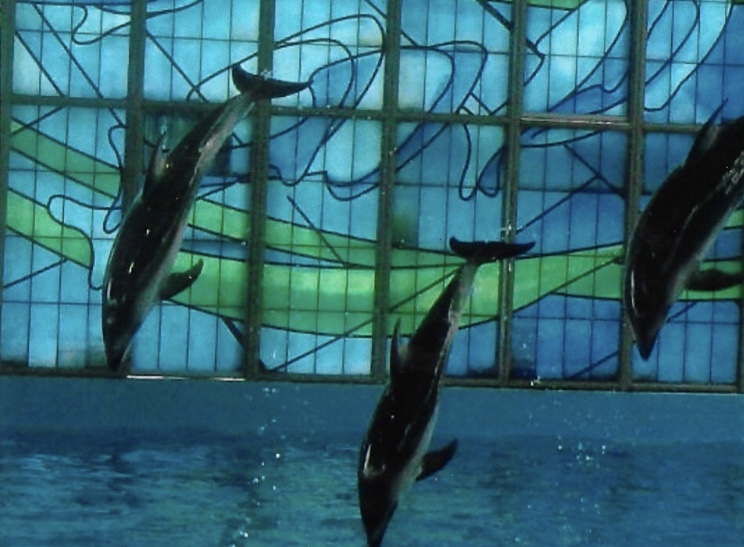 Pacific white sided dolphin 2010