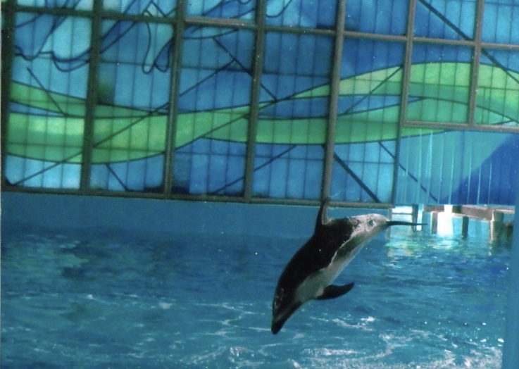 pacific white sided dolphin 2010