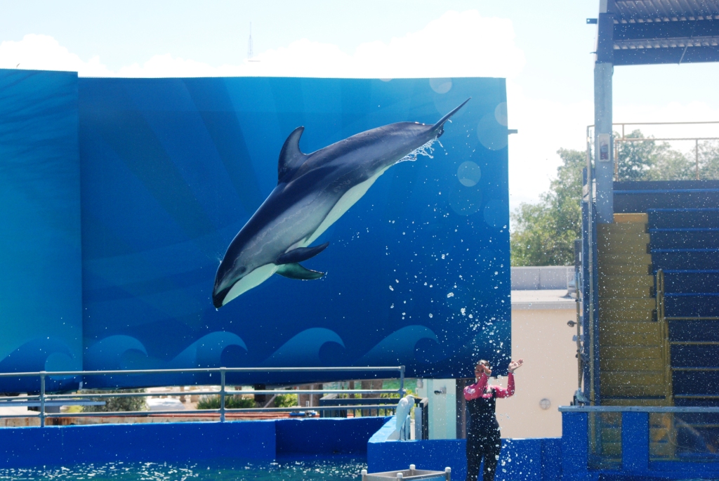 Pacific White-sided Dolphin at Miami Seaquarium, 16/10/13
