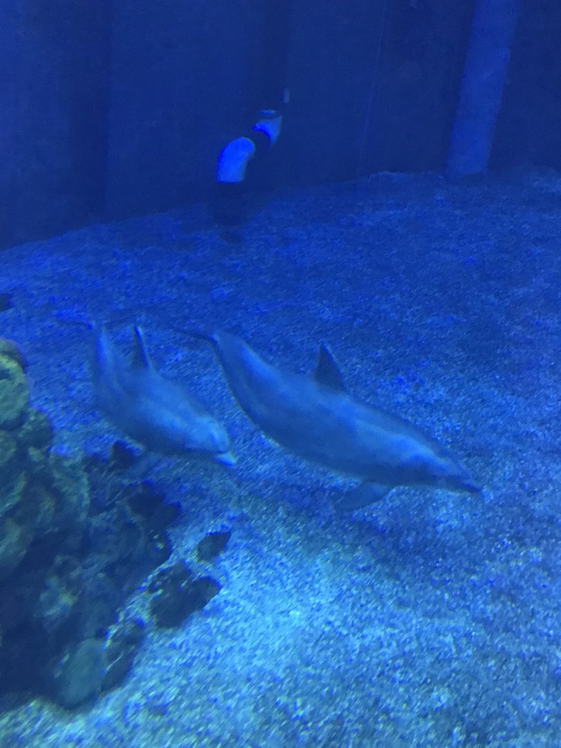 Pacific White Sided Dolphin (Epcot 2018)