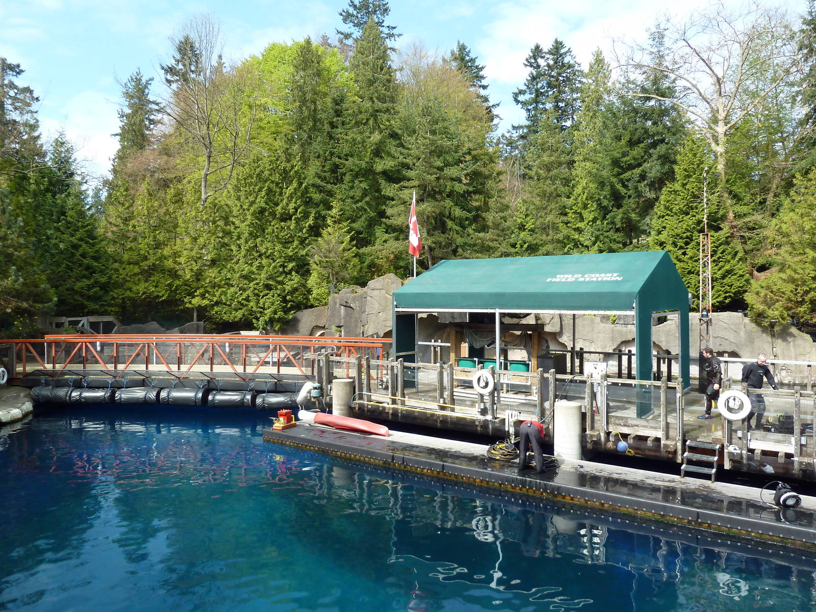 Pacific White-Sided Dolphin Exhibit - Main Pool