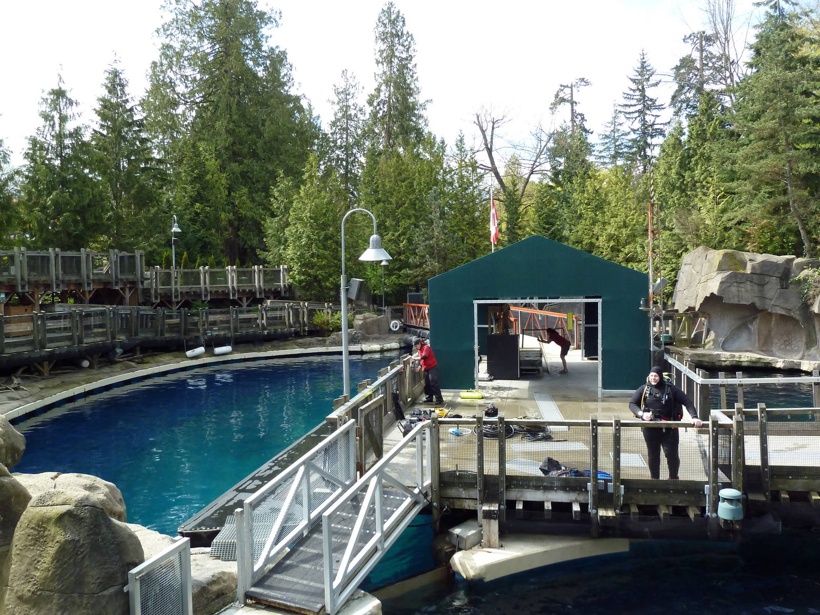 Pacific White-Sided Dolphin Exhibit - Main Pool