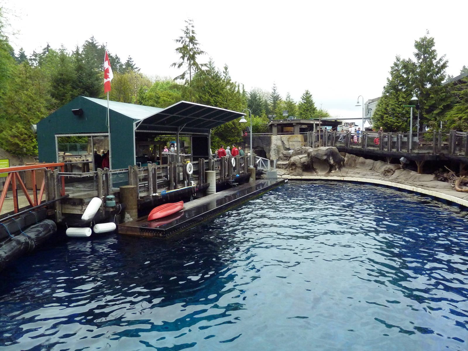 Pacific White-Sided Dolphin Exhibit - Main Pool