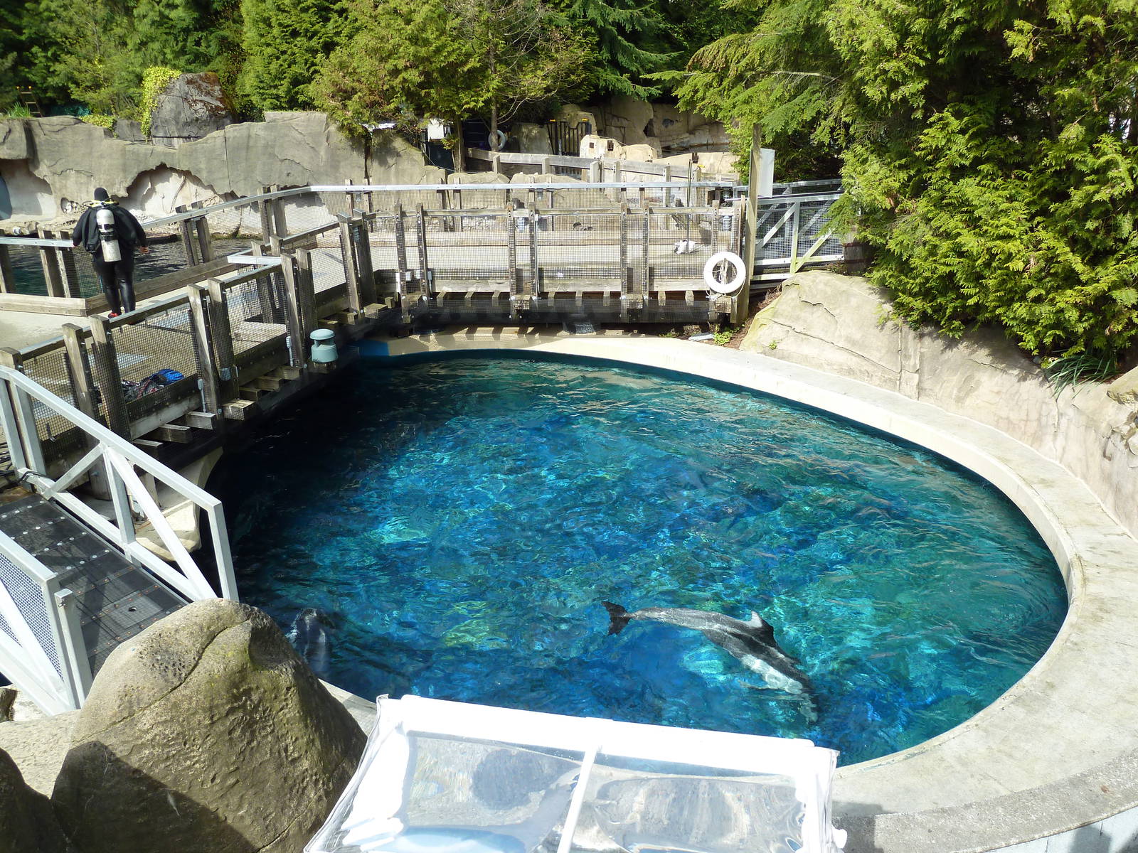 Pacific White-Sided Dolphin Exhibit - Side Pool