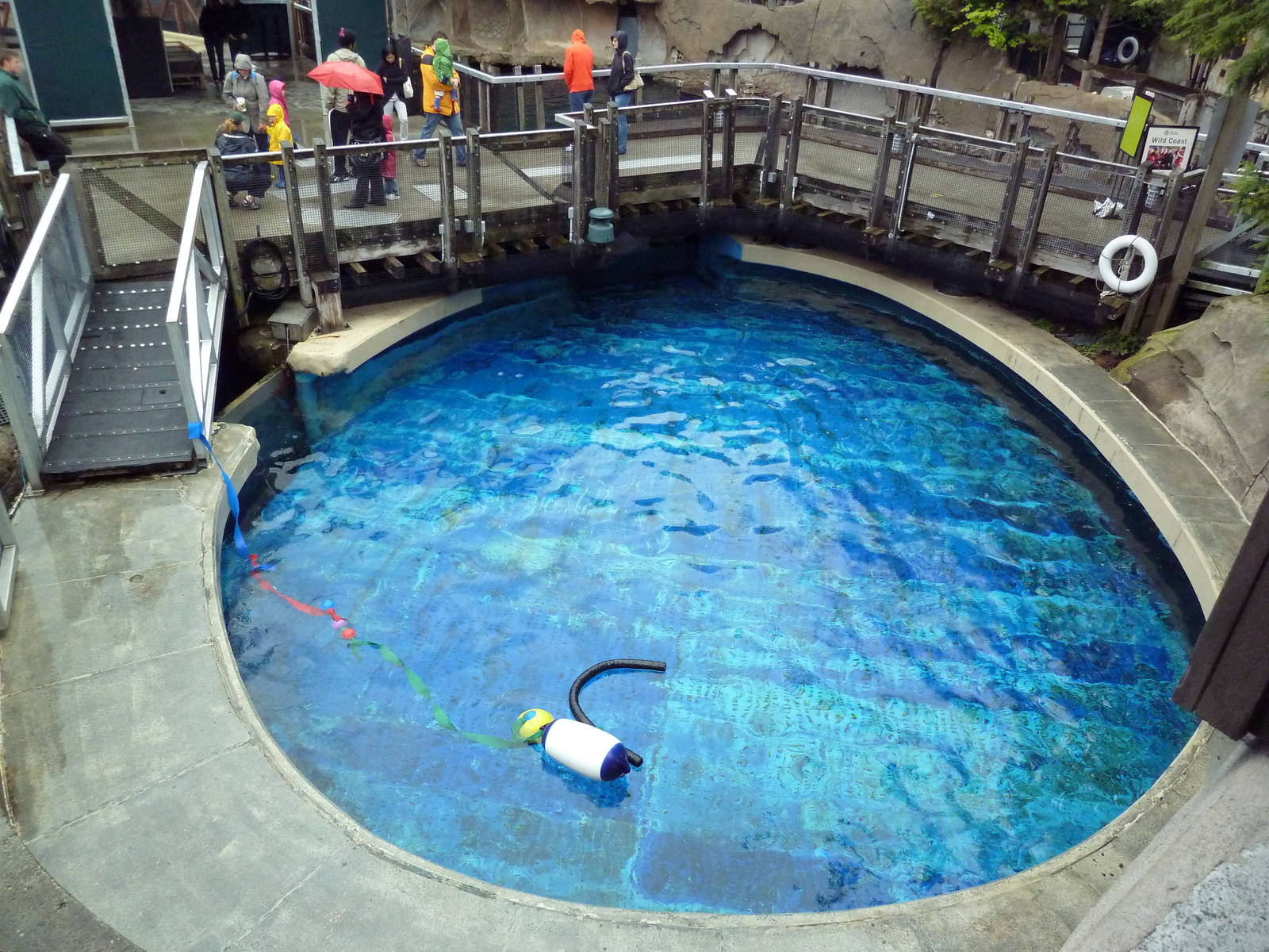 Pacific White-Sided Dolphin Exhibit - Side Pool