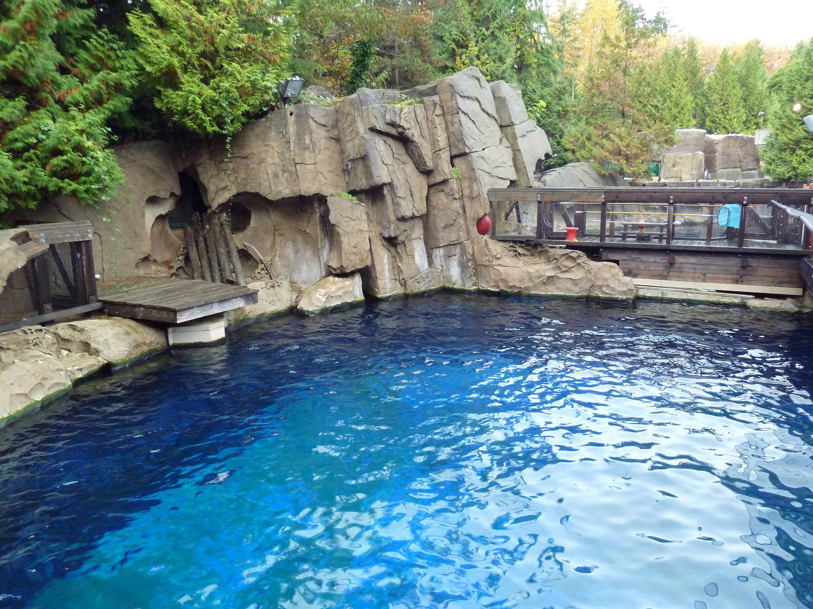 Pacific White-Sided Dolphin Exhibit - Side Pool