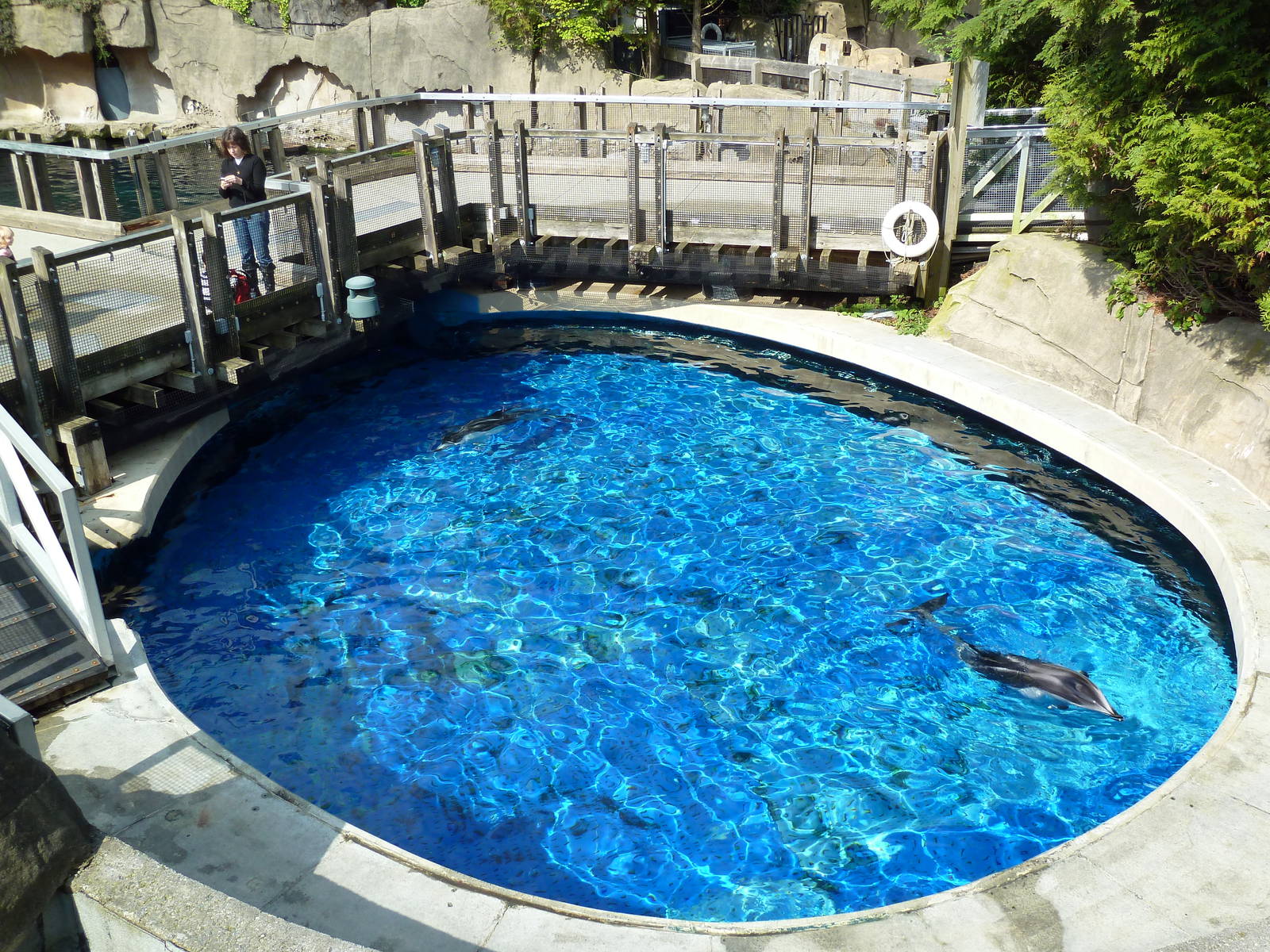 Pacific White-Sided Dolphin Exhibit - Side Tank