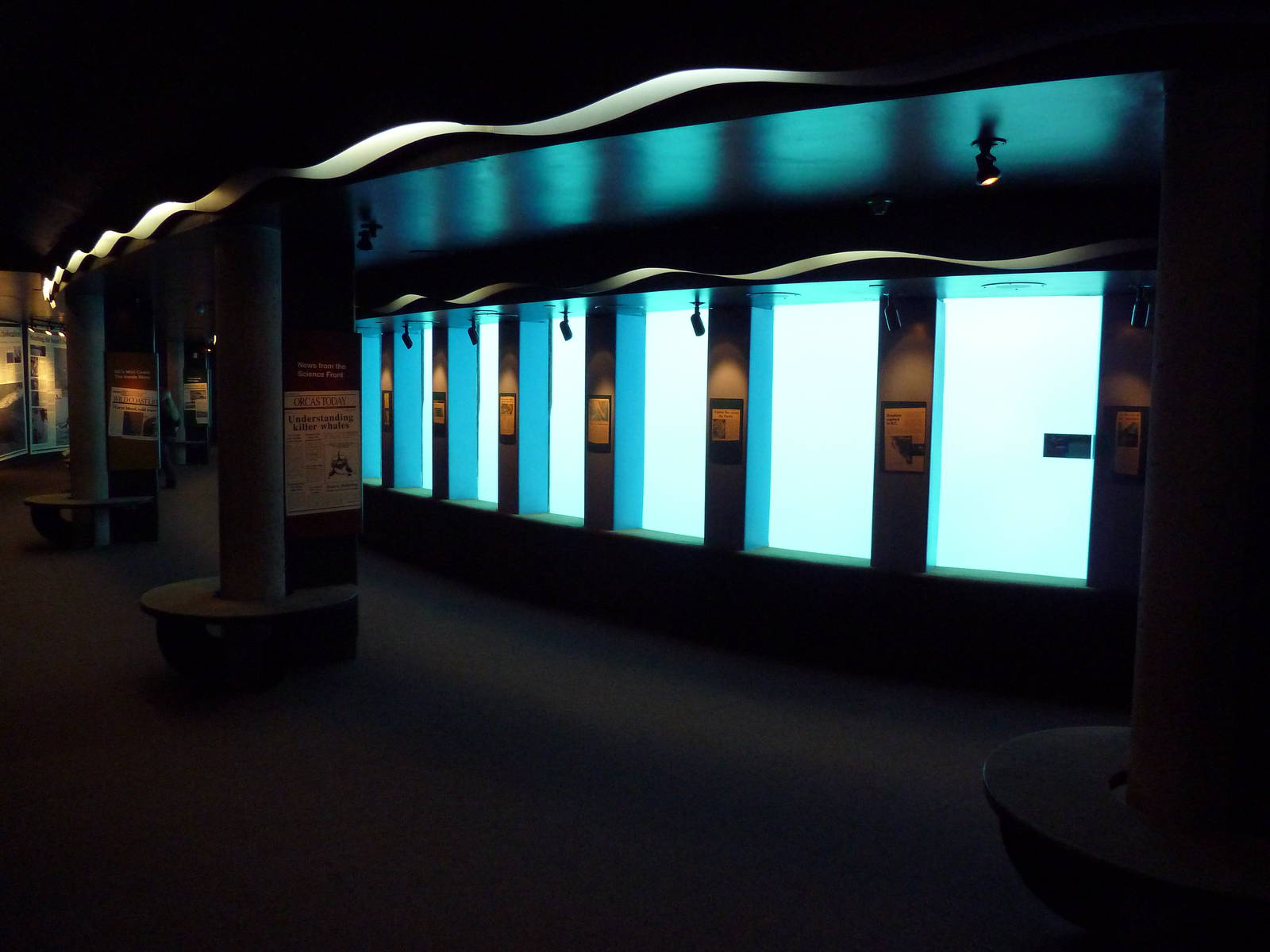 Pacific White-Sided Dolphin Exhibit - Underwater Viewing