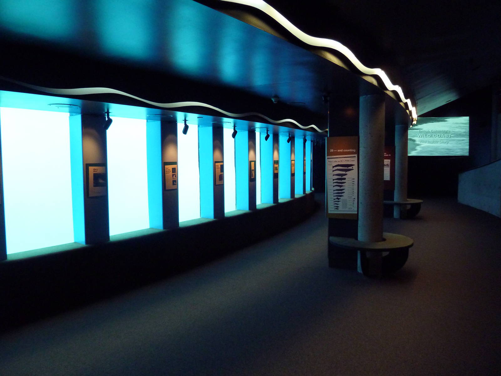 Pacific White-Sided Dolphin Exhibit - Underwater Viewing