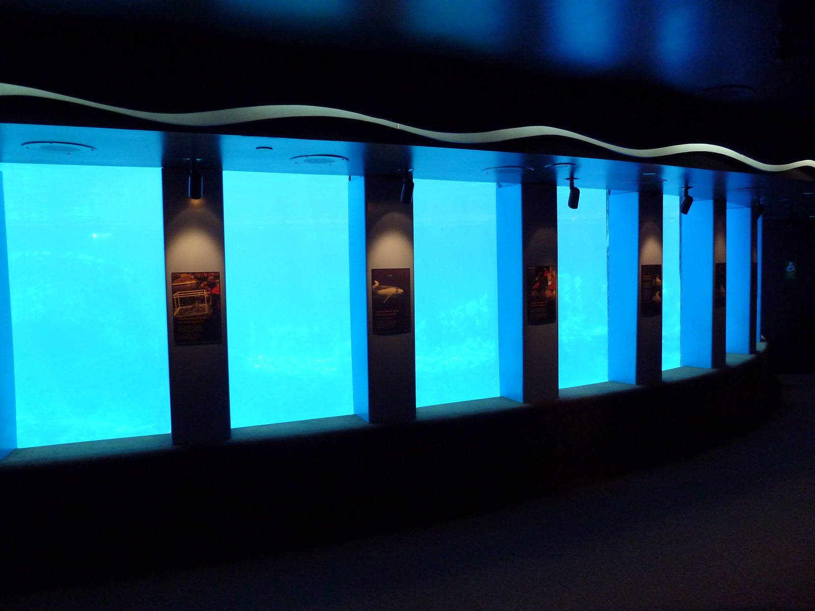 Pacific White-Sided Dolphin Exhibit - Underwater Viewing