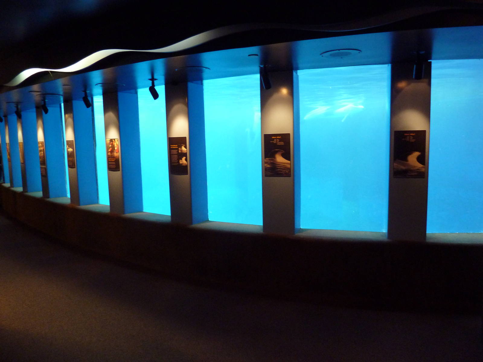 Pacific White-Sided Dolphin Exhibit - Underwater Viewing