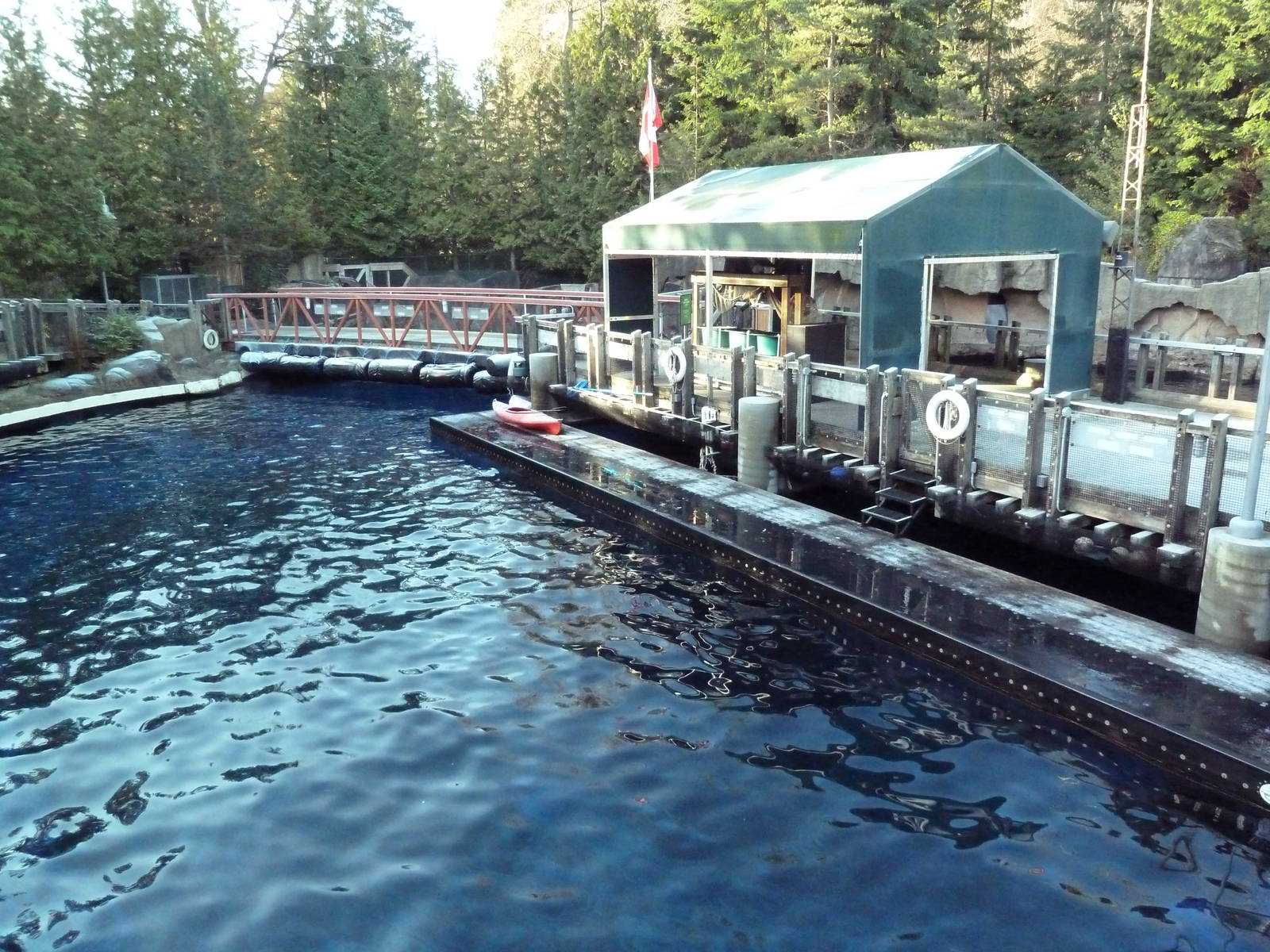 Pacific White-Sided Dolphin Exhibit