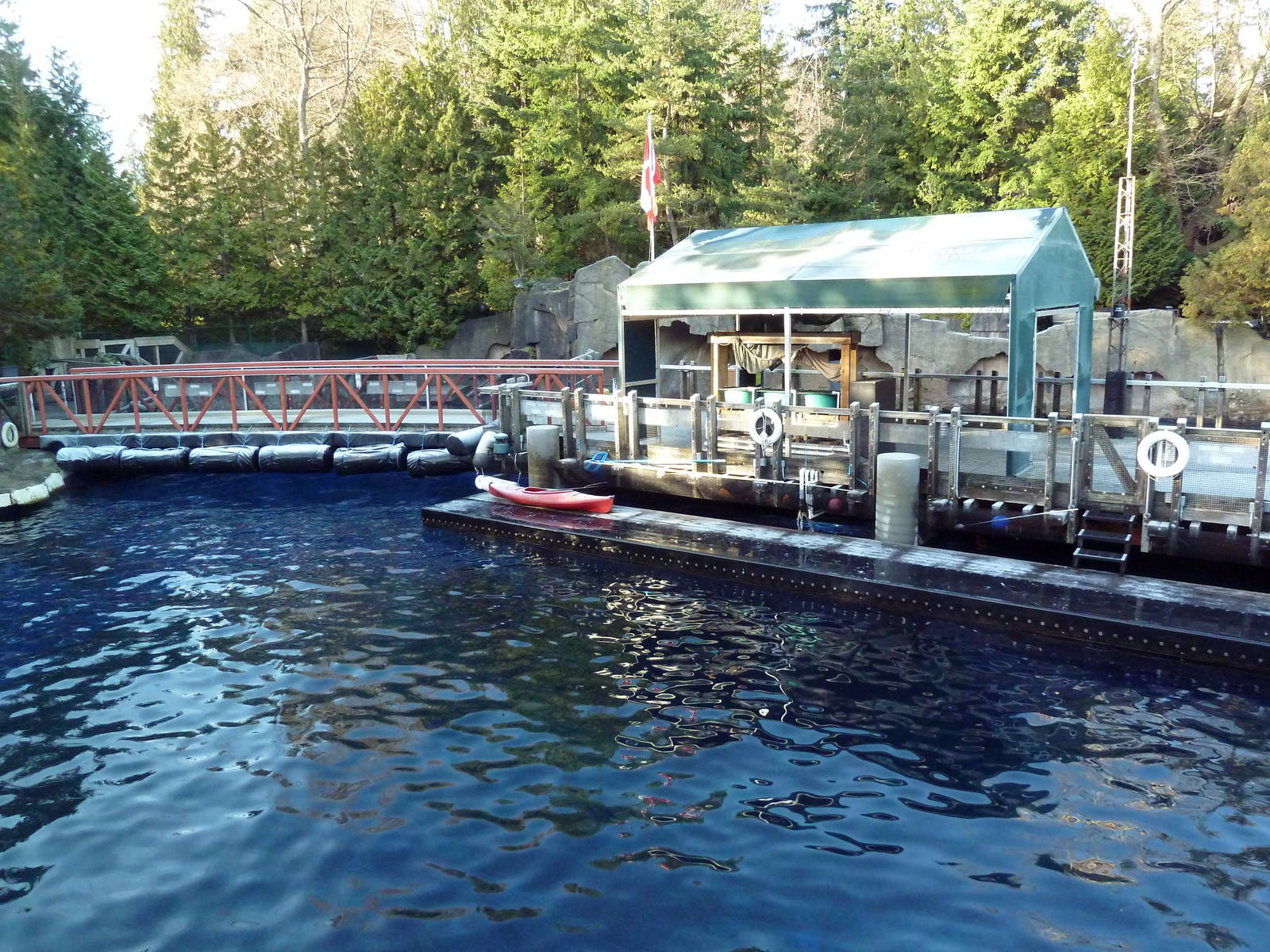 Pacific White-Sided Dolphin Exhibit