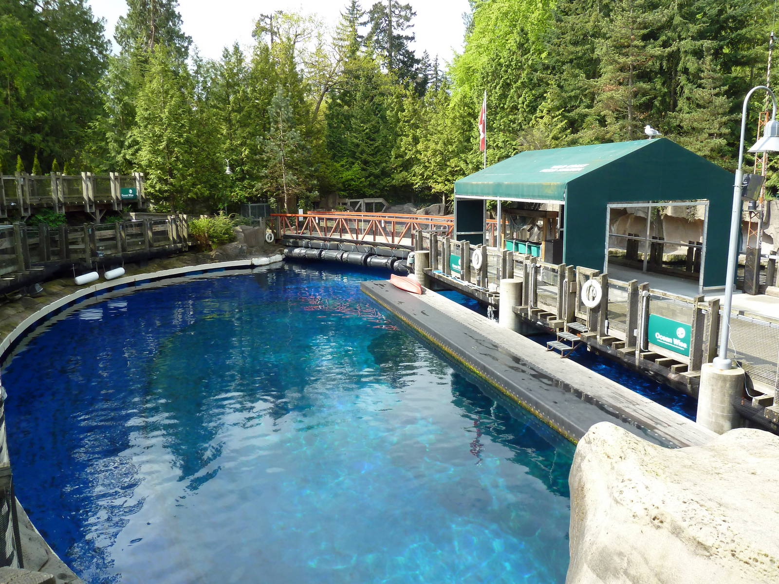 Pacific White-Sided Dolphin Exhibit