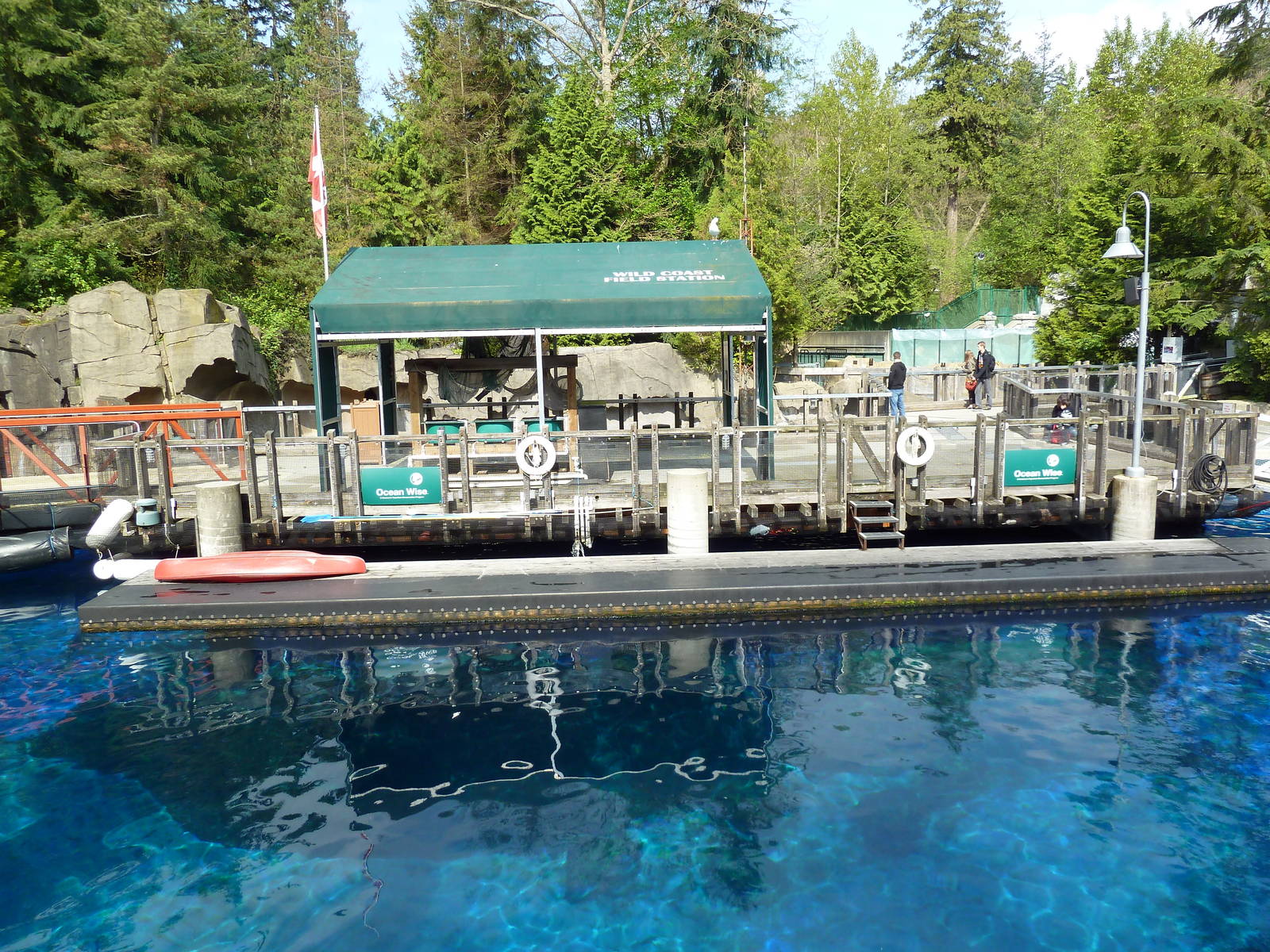 Pacific White-Sided Dolphin Exhibit