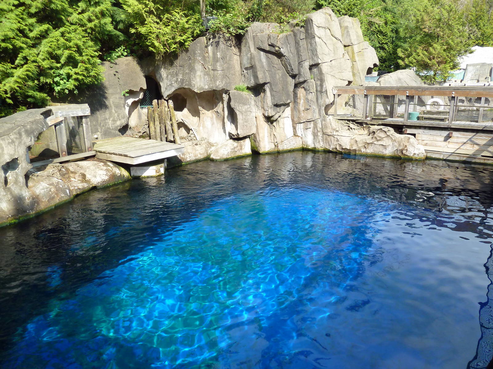 Pacific White-Sided Dolphin Exhibit