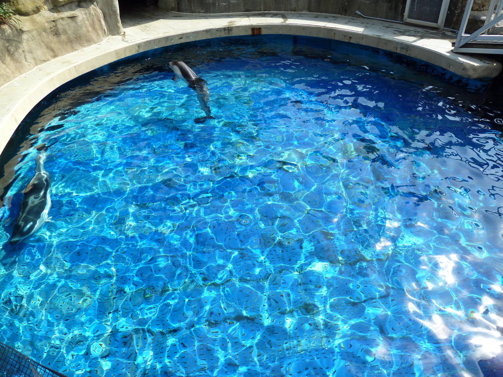 Pacific White-Sided Dolphin Exhibit