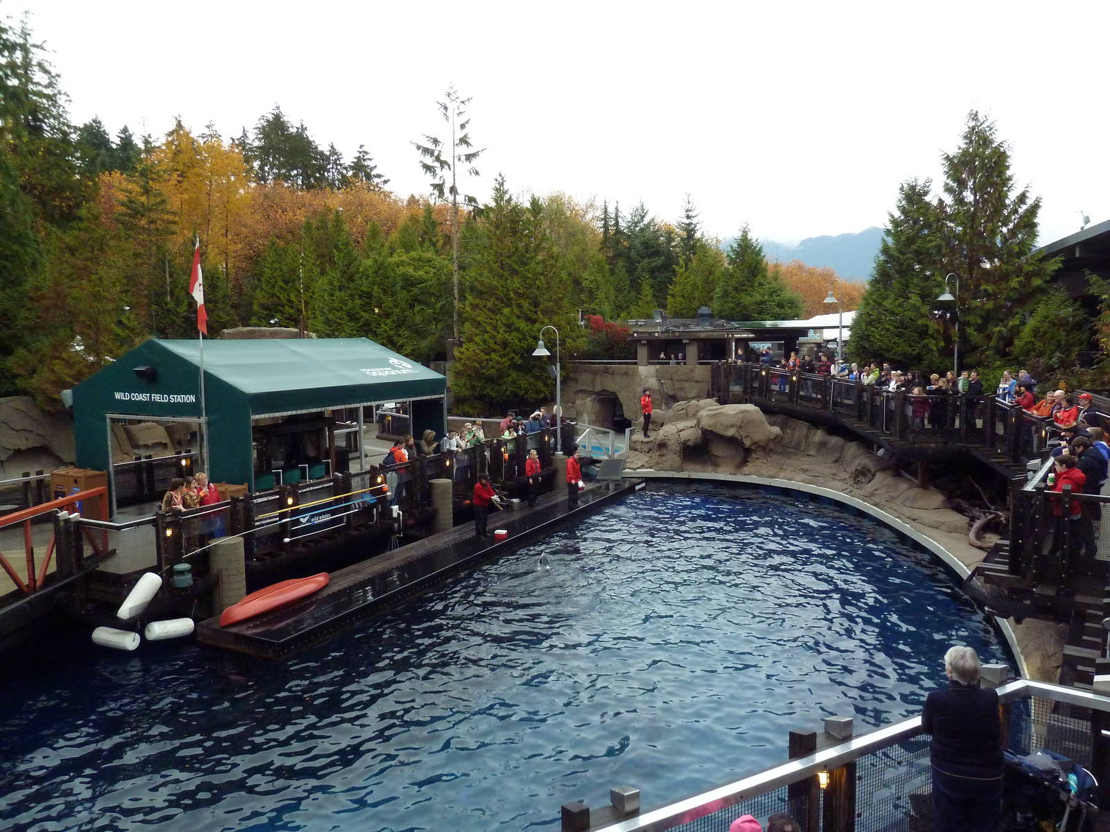 Pacific White-Sided Dolphin Exhibit