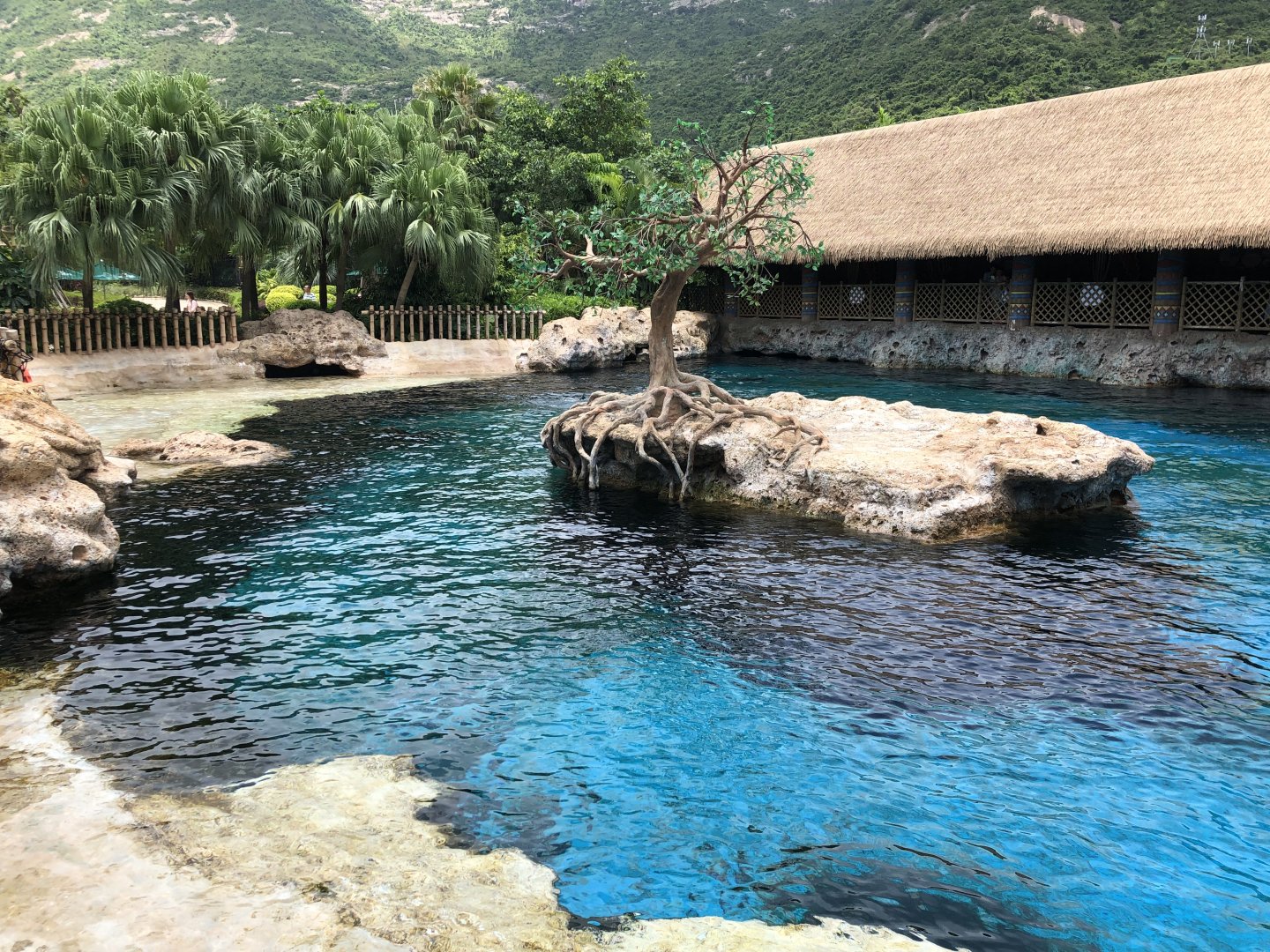 Pacific White-Sided Dolphin Exhibit