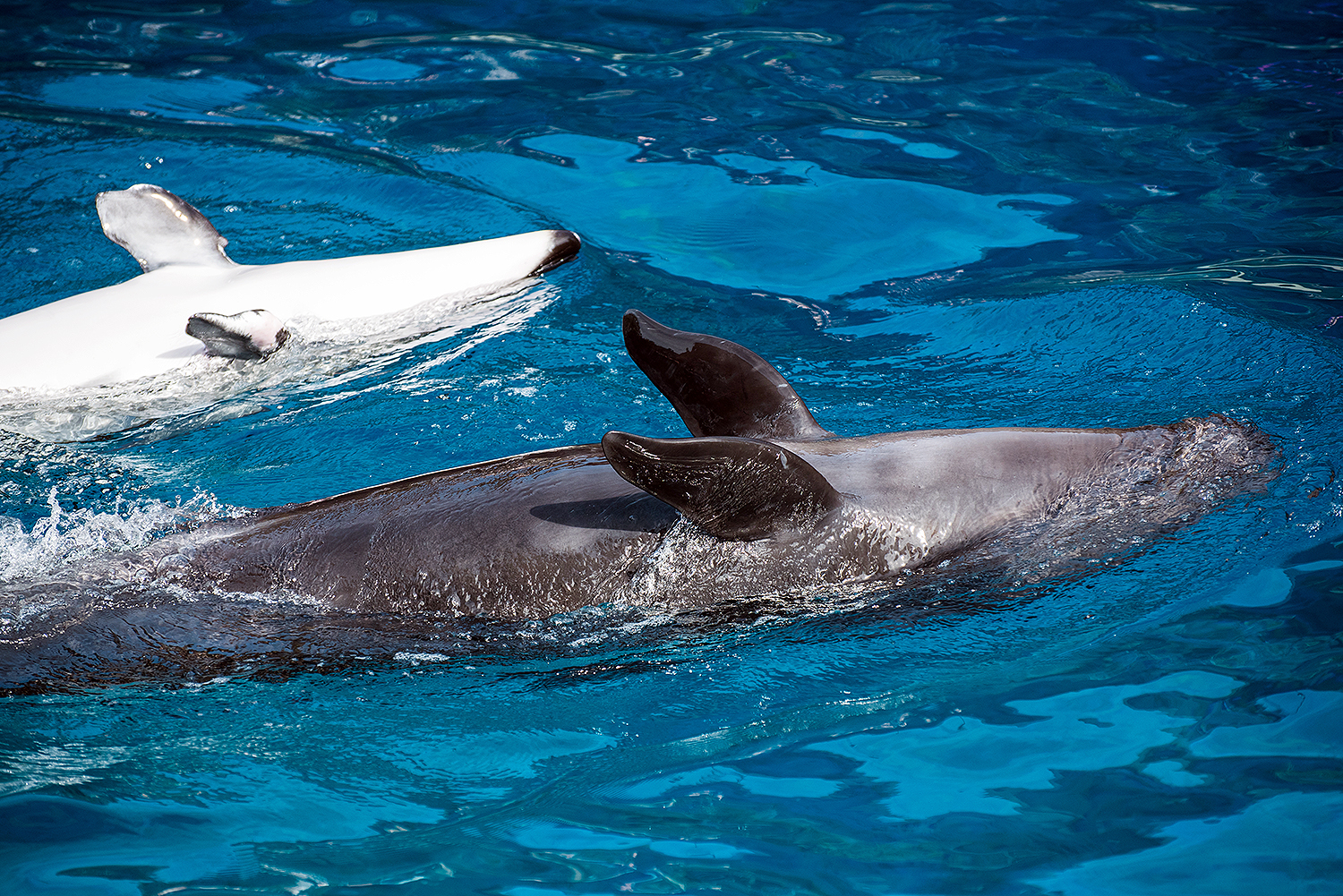 Pacific white-sided dolphin (Lagenorhynchus obliquidens) and False killer whale (Pseudorca crassidens)