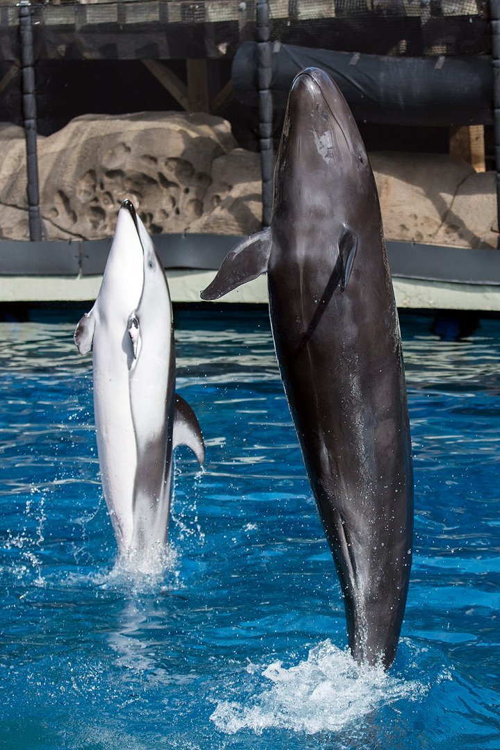 Pacific white-sided dolphin (Lagenorhynchus obliquidens) and False killer whale (Pseudorca crassidens)