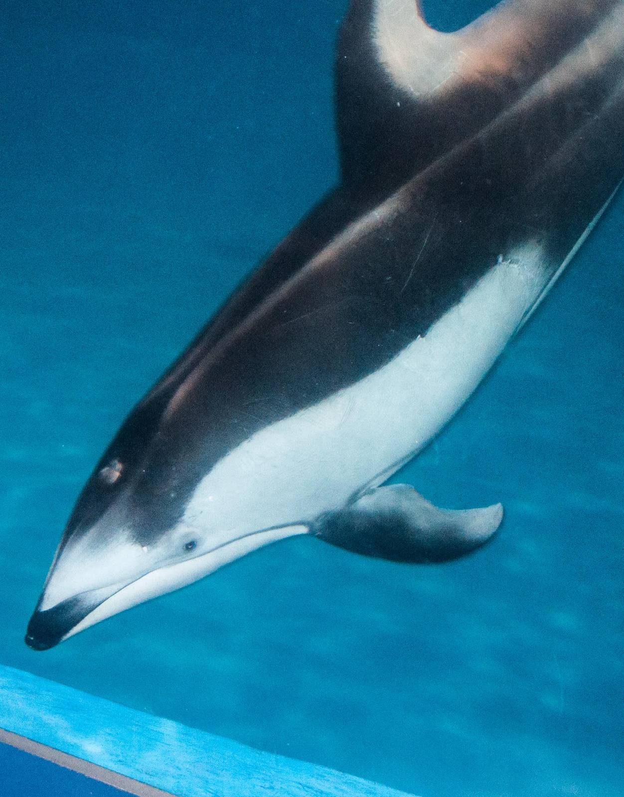 Pacific White Sided Dolphin - Lagenorhynchus obliquidens