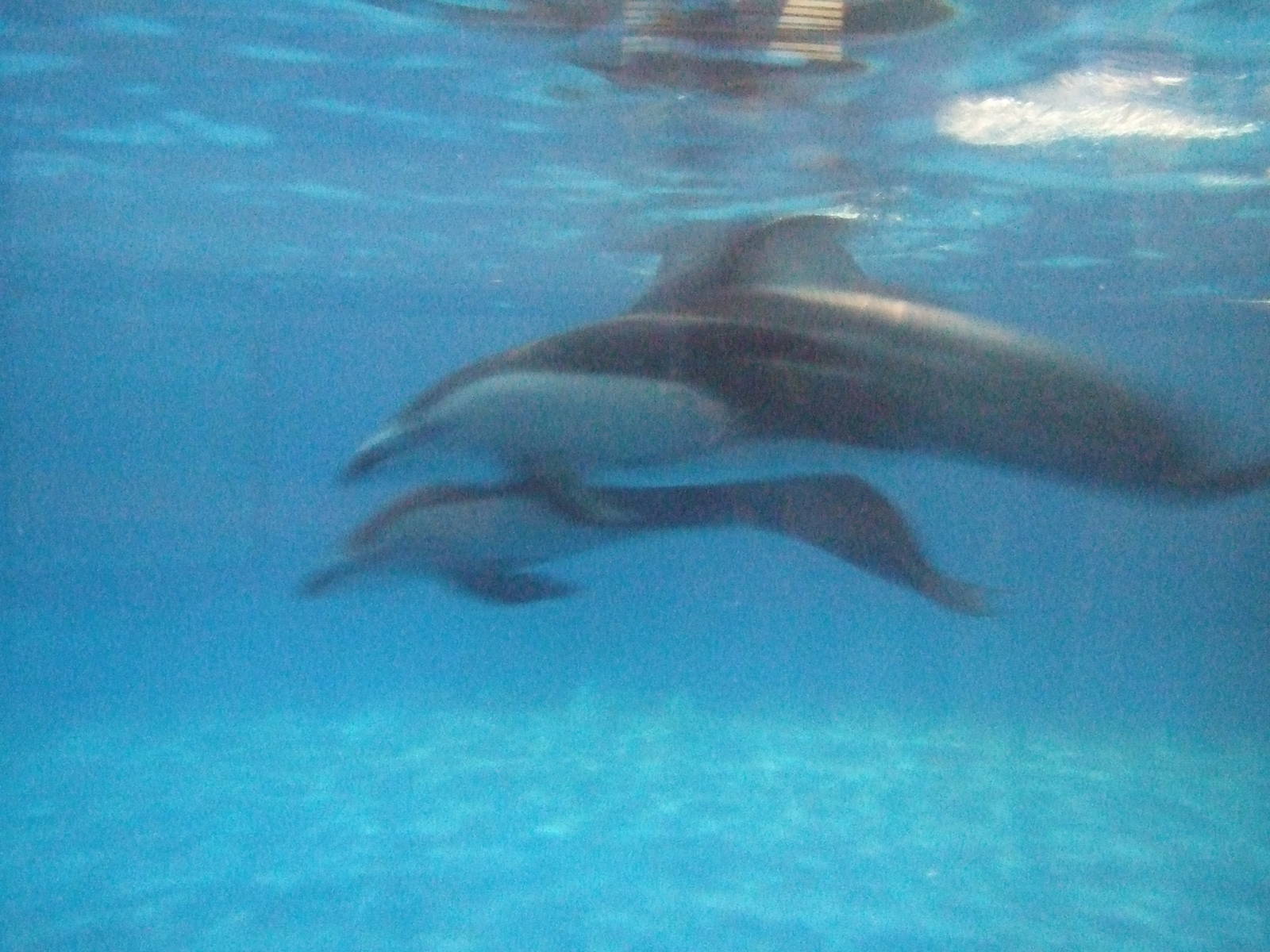 Pacific white-sided dolphin (Lagenorhynchus obliquidens)