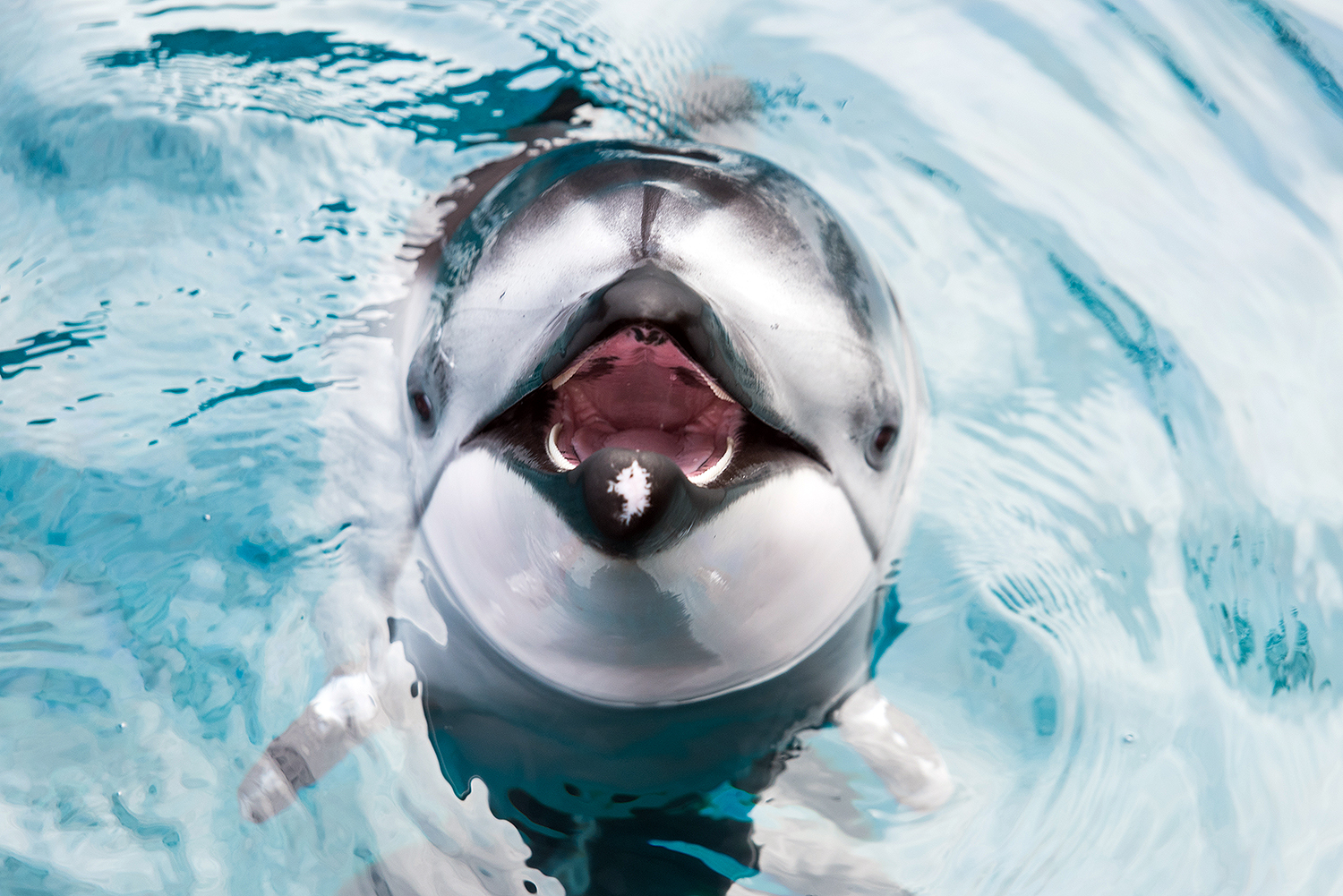 Pacific white-sided dolphin (Lagenorhynchus obliquidens)