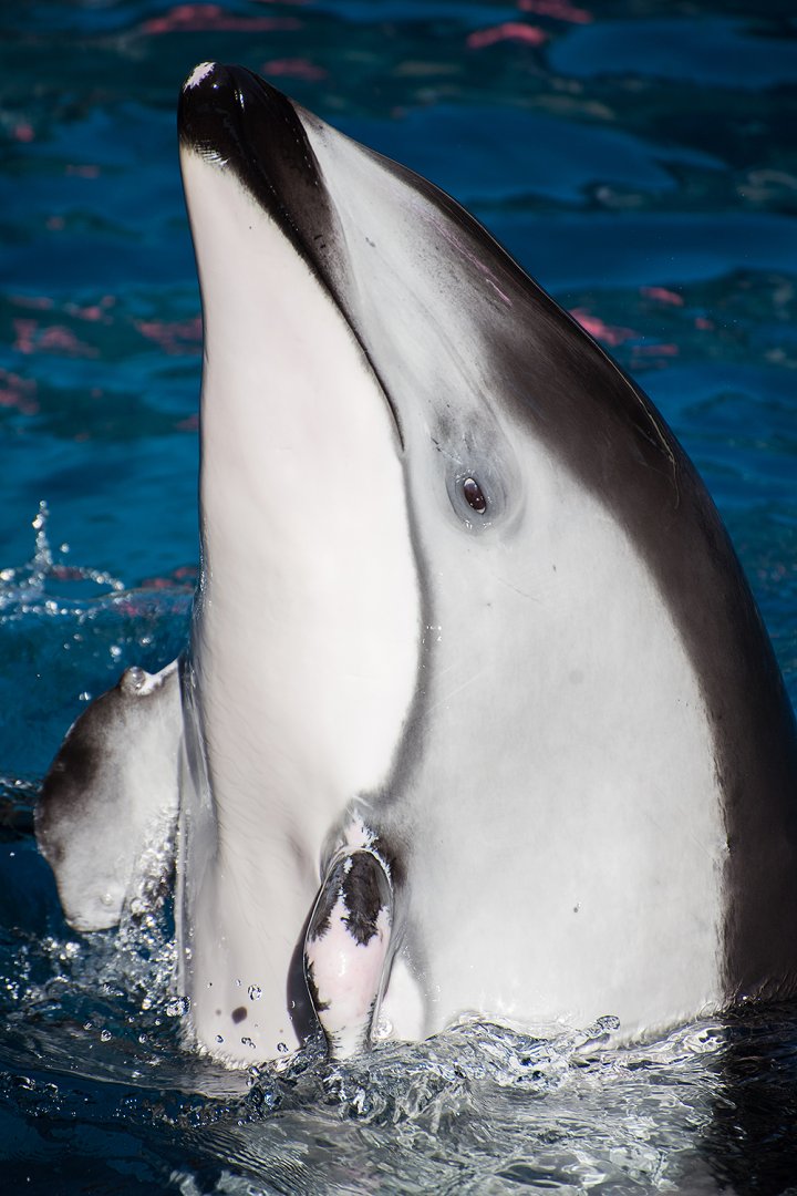 Pacific white-sided dolphin (Lagenorhynchus obliquidens)