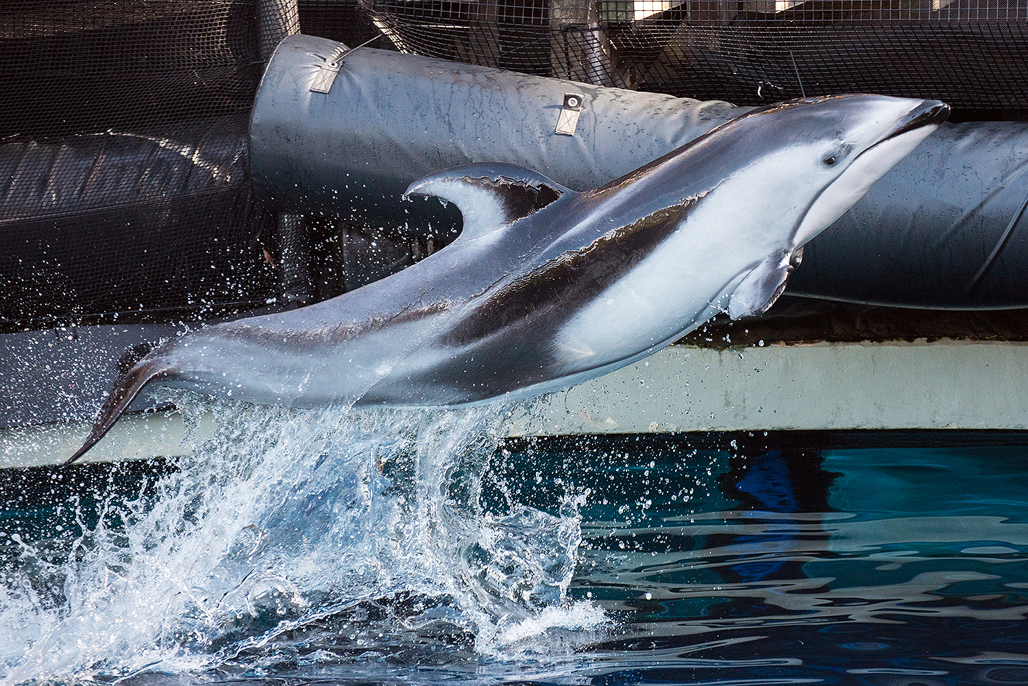 Pacific white-sided dolphin (Lagenorhynchus obliquidens)