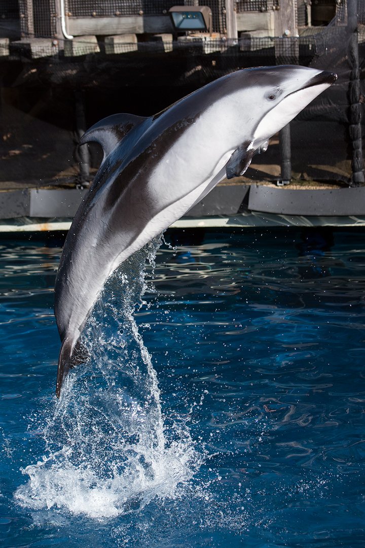 Pacific white-sided dolphin (Lagenorhynchus obliquidens)