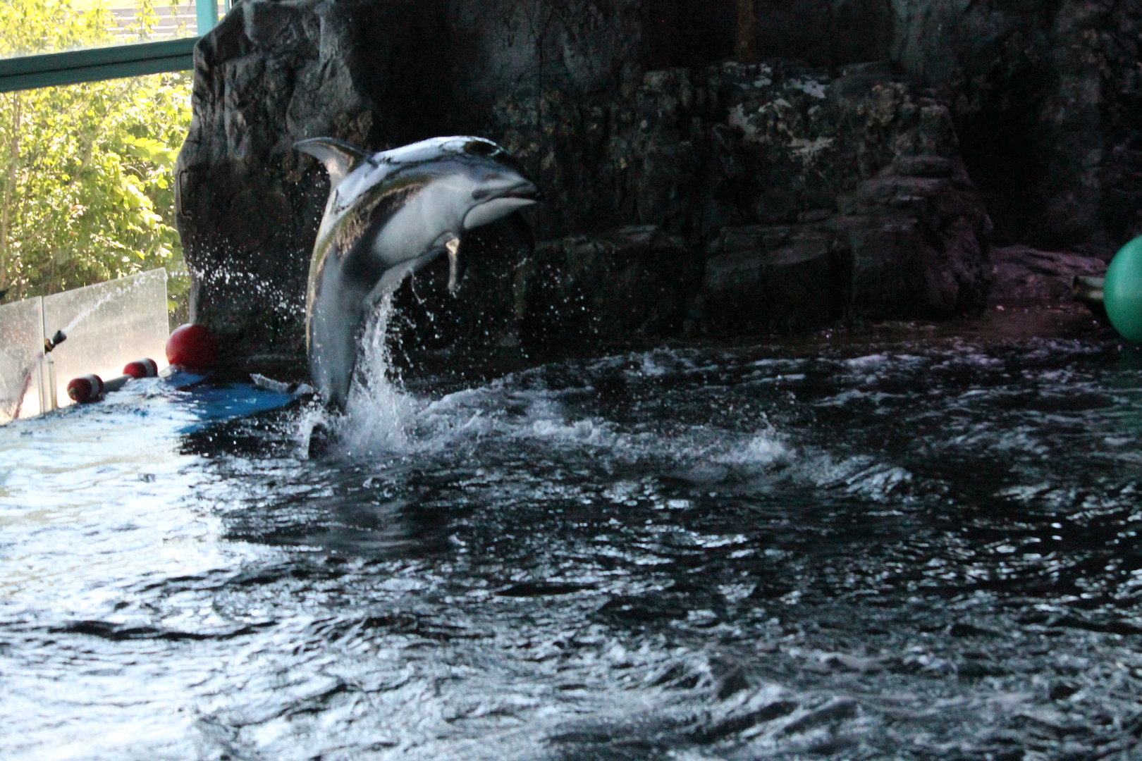 Pacific white sided dolphin (Lagenorhynchus obliquidens)