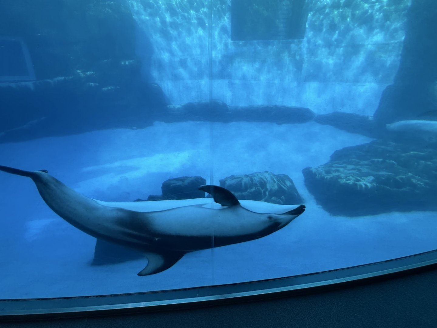 Pacific white-sided dolphin (Lagenorhynchus obliquidens)