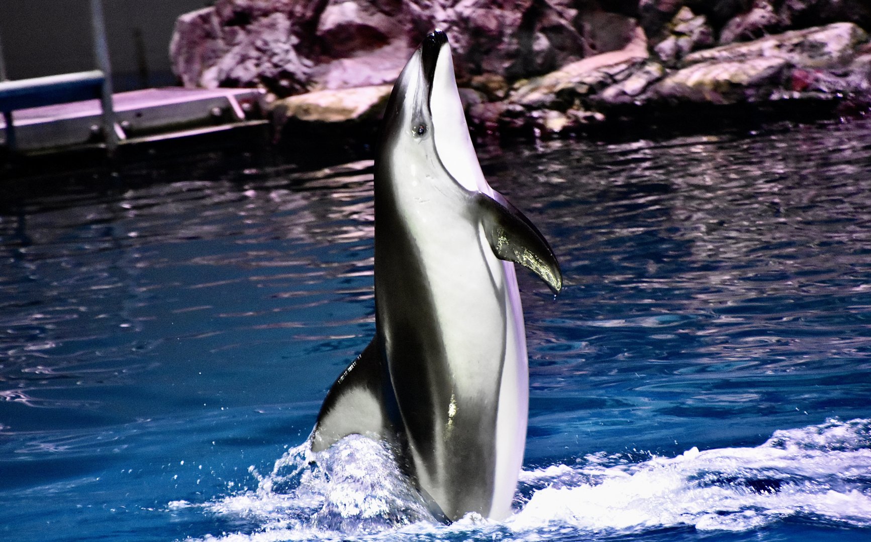 Pacific White-Sided Dolphin (Lagenorhynchus obliquidens)