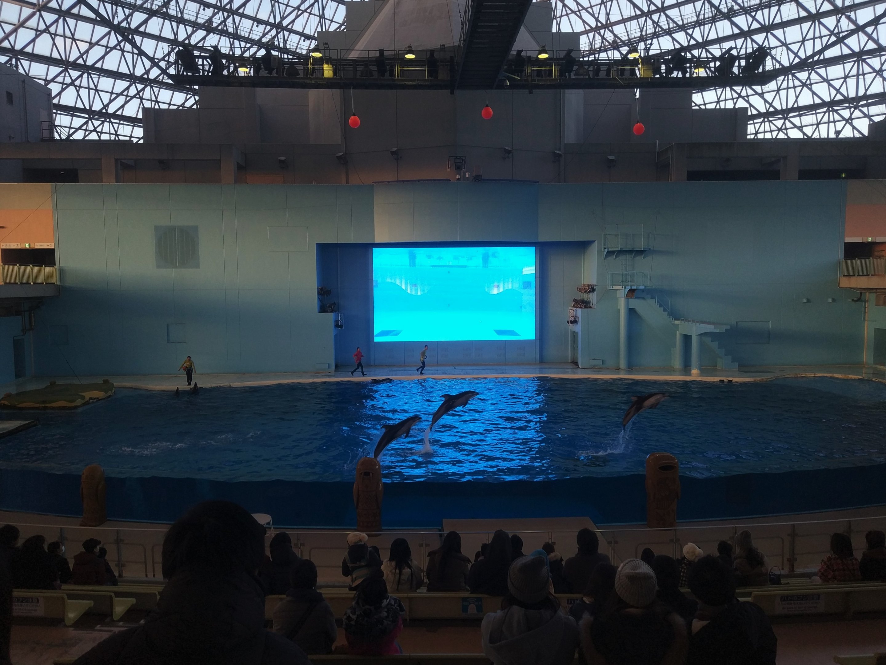 Pacific White-sided Dolphin Performance