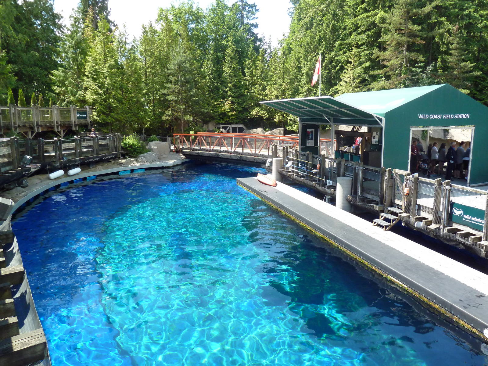 Pacific White-Sided Dolphin Pool